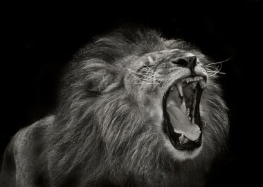 Majestic erkek aslan