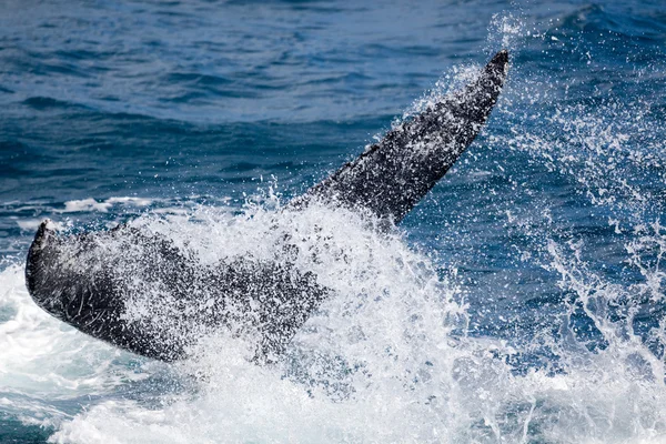 Hermosa ballena — Foto de Stock