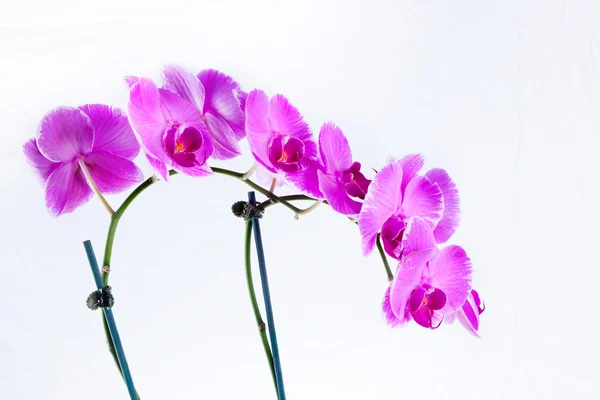 Hermosa orquídea púrpura —  Fotos de Stock