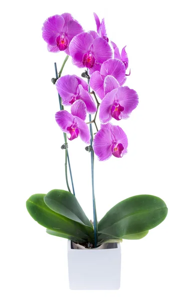 Hermosa orquídea púrpura —  Fotos de Stock