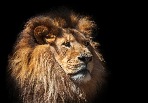 Aslan gardırop