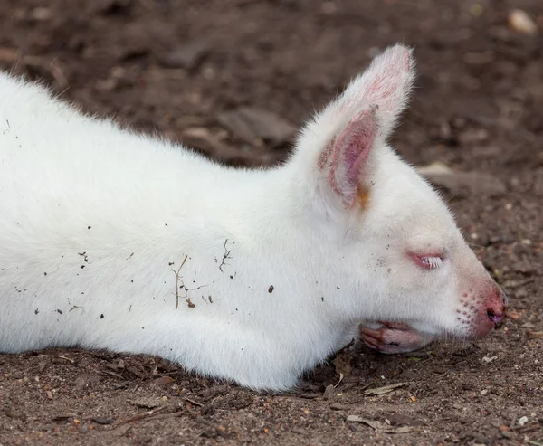 Canguro albino muy raro — Foto de Stock