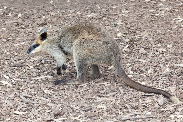 Austrália preto listrado wallaby — Fotografia de Stock