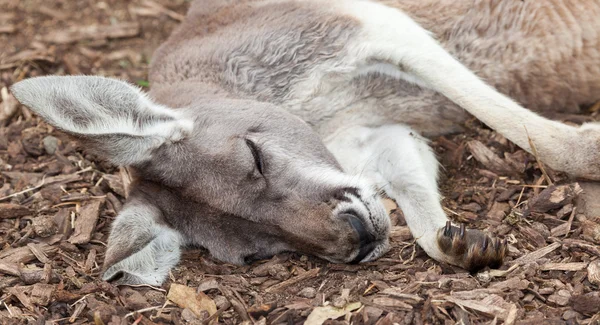 Australisches Känguru — Stockfoto