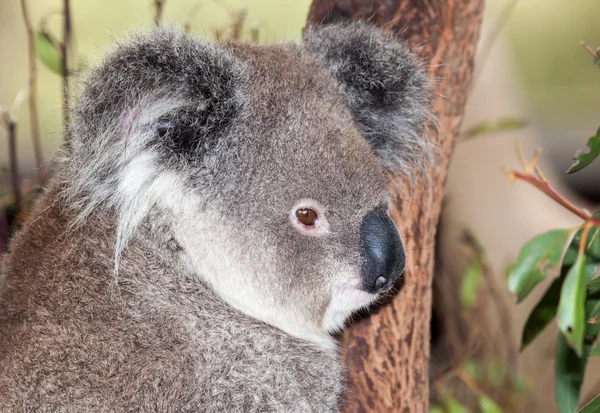 Australische koala — Stockfoto