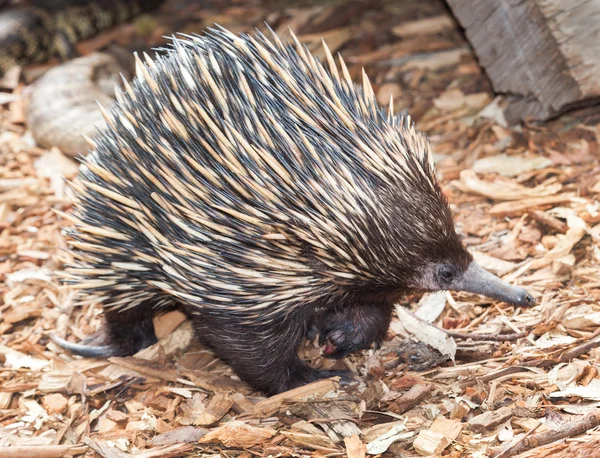 Australijski echidna bardzo wyjątkowe — Zdjęcie stockowe