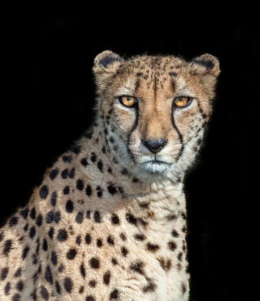 cheetah