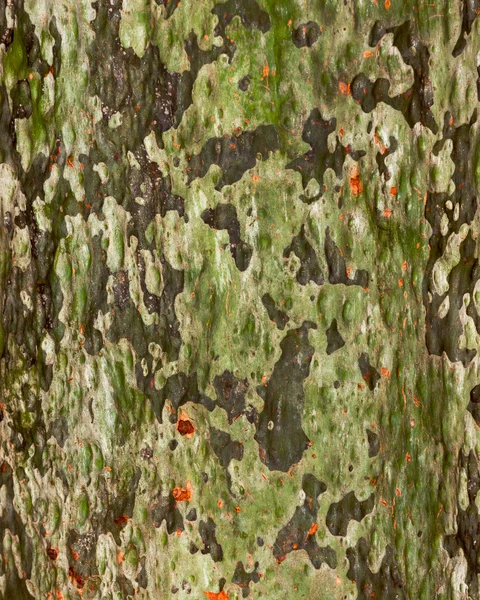 Corteza de árbol mojado — Foto de Stock