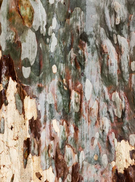 Corteza de árbol mojado — Foto de Stock