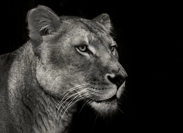 León arrogante en blanco y negro — Foto de Stock