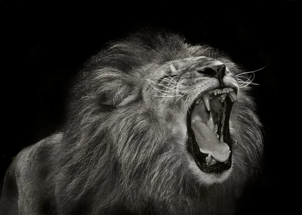 Majestic  male lion — Stock Photo, Image