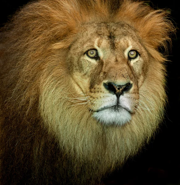 Leão real — Fotografia de Stock