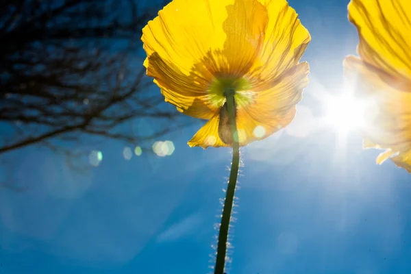 Mohn Blume Mit Sonnenstrahl — Stockfoto