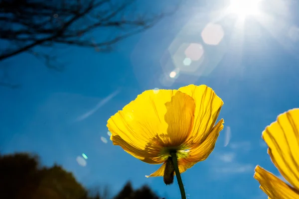 Schöner Mohn — Stockfoto