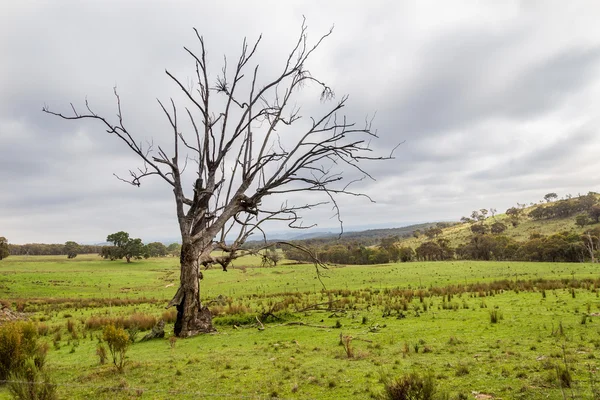 Venkovských nsw poblíž sofala — Stock fotografie