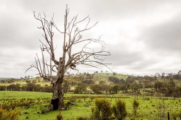 Dead Tree Countryside — Stock Photo, Image