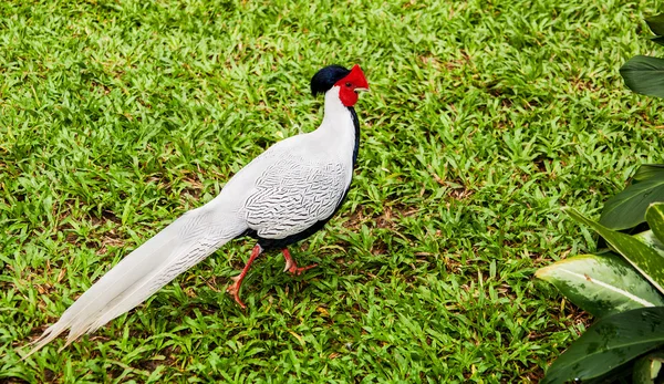 beautiful white bird with red beak