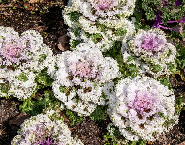 Unusual Sight Gardens Ornamental Cabbage Royalty Free Stock Images