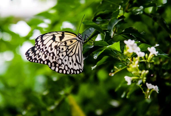 Paperkite butterfly found in asia — Stock Photo, Image