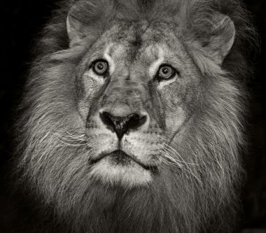 Aslan portresi. Erkek aslanların yelesi vardır.
