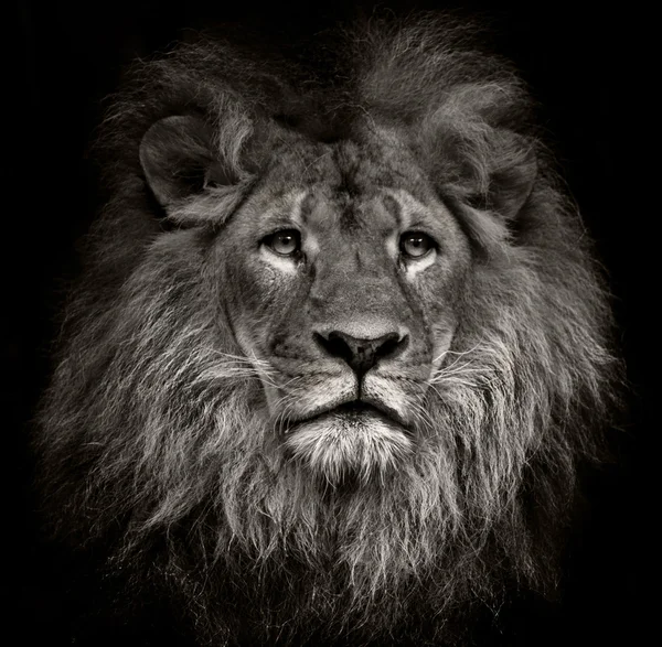 Black White Portrait Lion — Stock Photo, Image