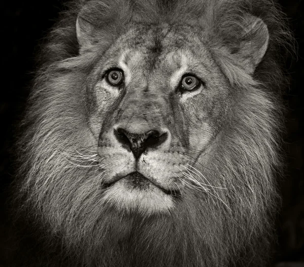Retrato Leão Leões Machos Têm Uma Juba — Fotografia de Stock