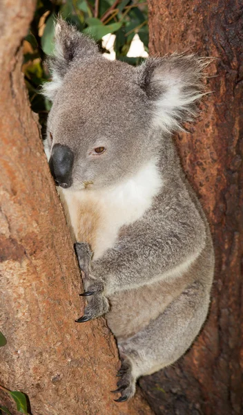 Koala język — Zdjęcie stockowe