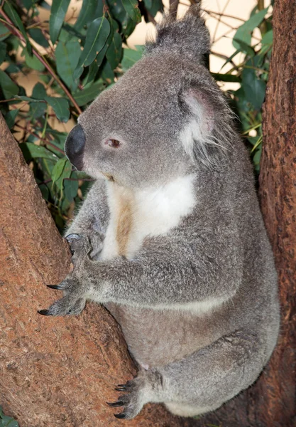 Koala jazyk — Stock fotografie