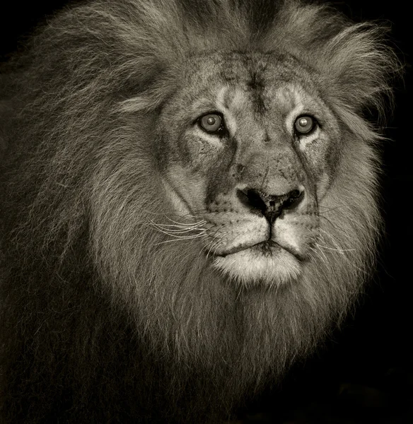 Portrét Dospělého Lva Lvi Jsou Větší Než Samice Mají Výraznou — Stock fotografie
