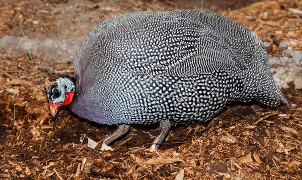 The helmeted guineafowl is the best known of the guineafowl bird family, Numididae. It is native to Africa, mainly south of the Sahara, and has been widely introduced, as a domesticated species