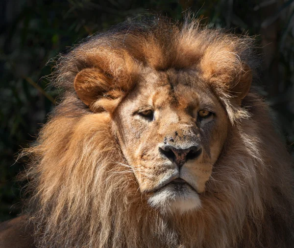 Porträt Eines Afrikanischen Männlichen Löwen — Stockfoto