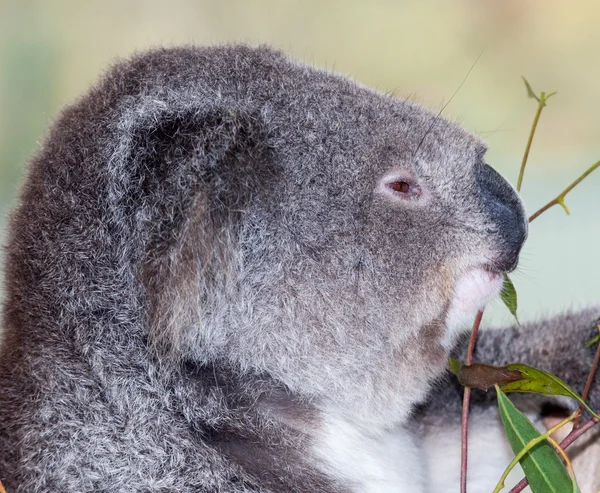 Koala Phascolarctos Cinereus Marsupial Herbívoro Arbóreo Nativo Australia Único Representante — Foto de Stock