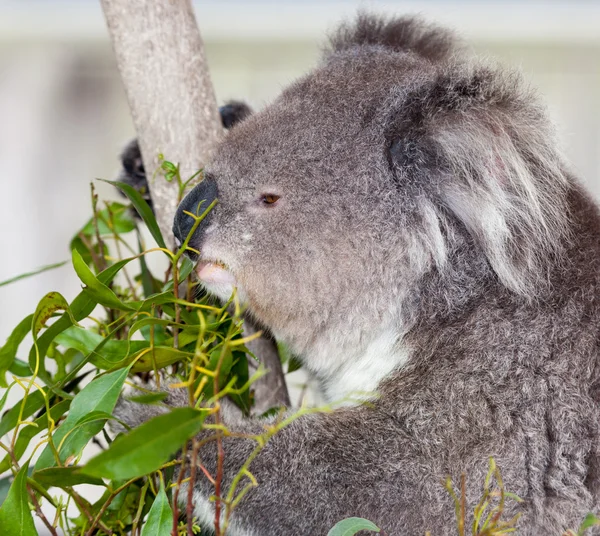 Koala Phascolarctos Cinereus Arboreal Herbivorous Marsupial Native Australia Only Extant — Stock Photo, Image