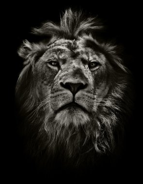 arrogant lion clipart