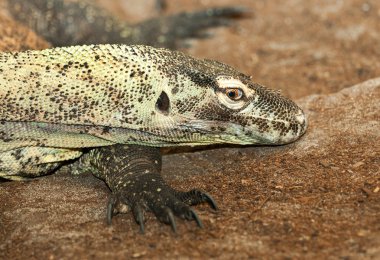 Goanna, Avustralya ve Güneydoğu Asya 'da bulunan çeşitli kertenkele türlerinden biridir..
