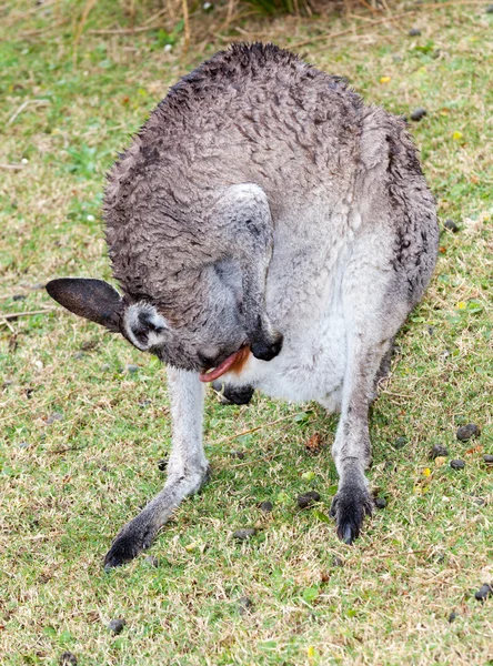 Australian black striped wallaby — Stock Photo, Image