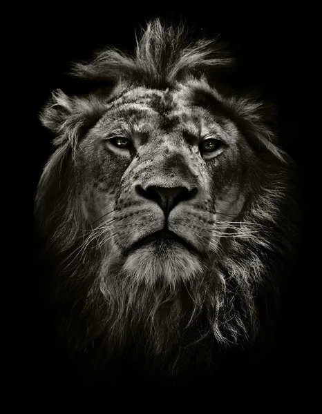 Зарозумілий лев Стокове Фото