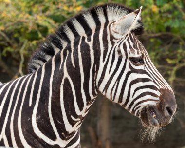 Zebra çizgileri farklı şekillerde gelir, her birine özgü..