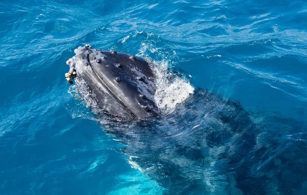 Hermosa ballena teniendo una mirada — Foto de Stock