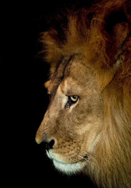 Lion arrogant — Photo