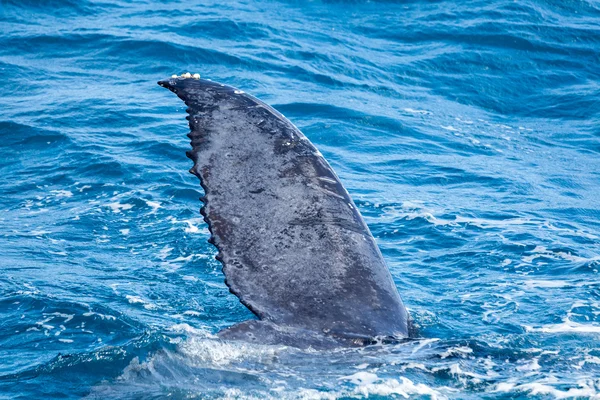 Hermosa ballena jorobada —  Fotos de Stock