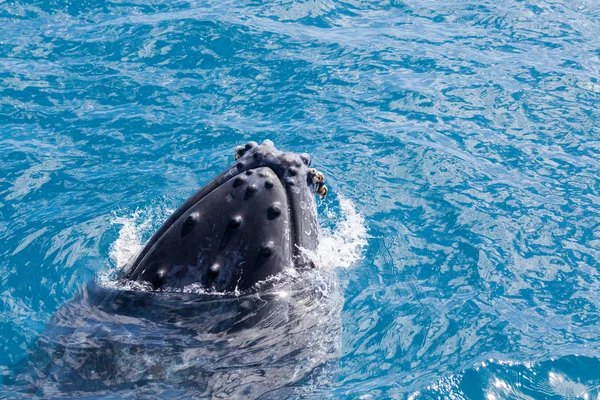 Mooie walvis bultrug — Stockfoto