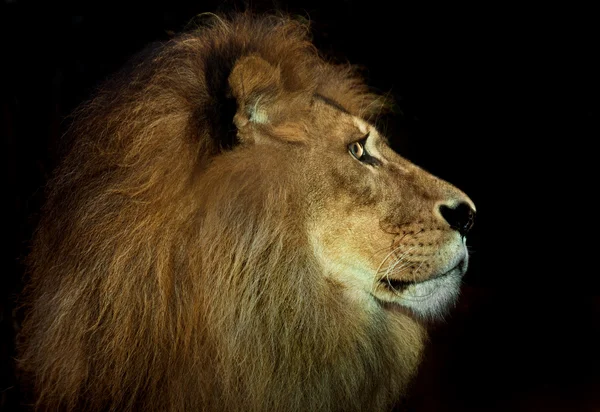 Portrait Beautiful Lion Stock Image