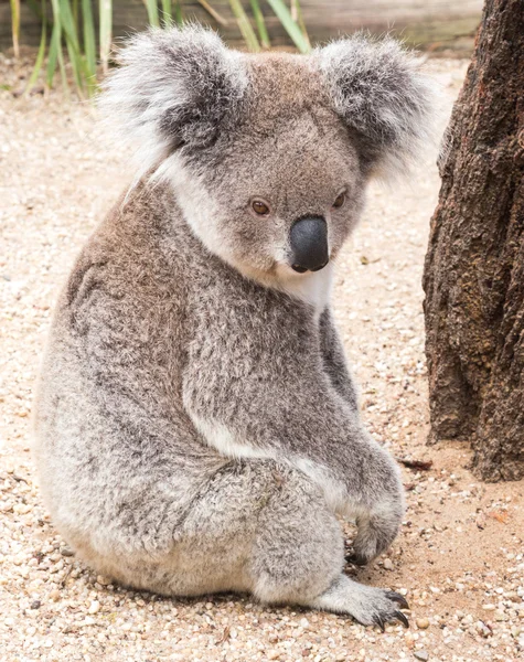an introduction to koalas a flexible australian animal The university of canberra is proudly the university of australia’s capital understanding koalas uc researchers help crack their genetic code. an introduction to koalas a flexible australian animal The university of canberra is proudly the university of australia’s capital understanding koalas uc researchers help crack their genetic code.