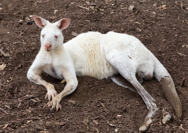 Australian kangaroo — Stock Photo, Image