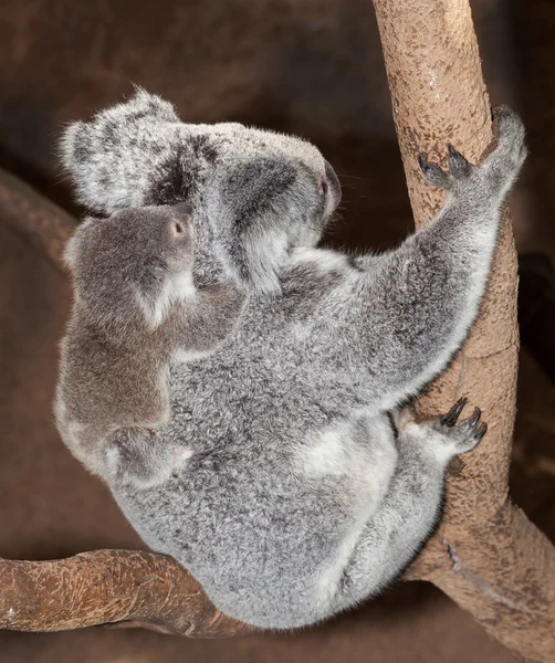 Dziecka koala — Zdjęcie stockowe