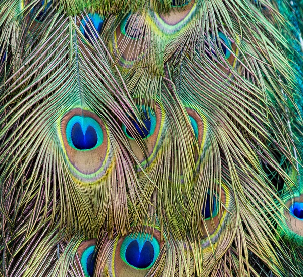 Красивые перья павлина — стоковое фото