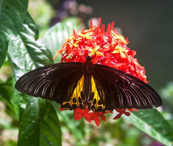 Krásný birdwing motýl — Stock fotografie