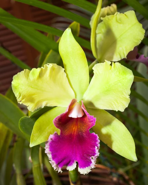 Hermosa orquídea verde —  Fotos de Stock