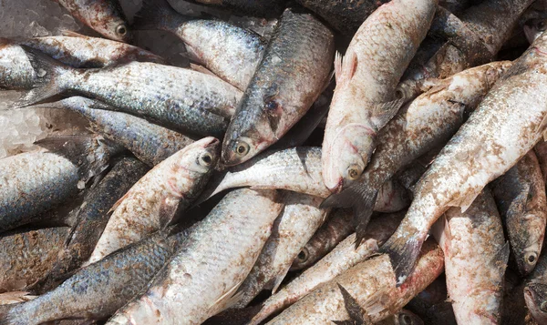 Fish ready to be sold — Stock Photo, Image